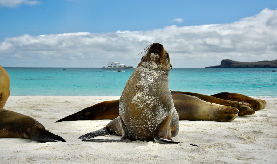 Galapagos Sea Lion - Galagents Galapagos Sea Lion - Galagents