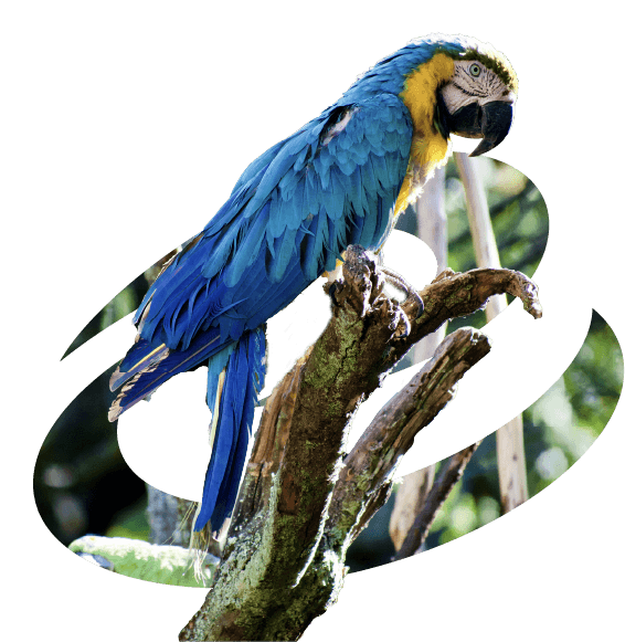 ecuador.alt_galaxy_guacamayo