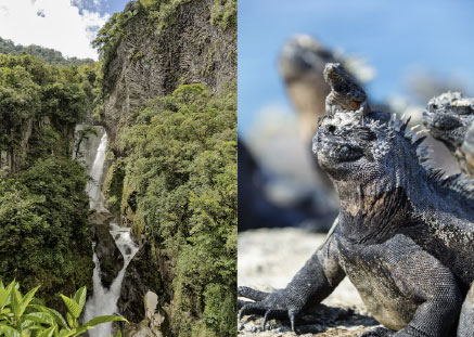 Sea lion destination Ecuador and Galapagos